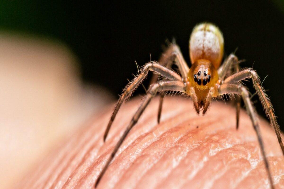 Spider Astrology:शरीर पर मकड़ी के चढ़ने से मिलते हैं कई संकेत, जानें शुभ या अशुभ