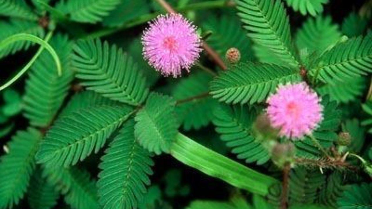 शमी के पौधे में फूल नहीं आ रहे? बस इस 1 देसी घोल को डालें, हरा-भरा हो जाएगा शनिदेव का पसंदीदा पौधा