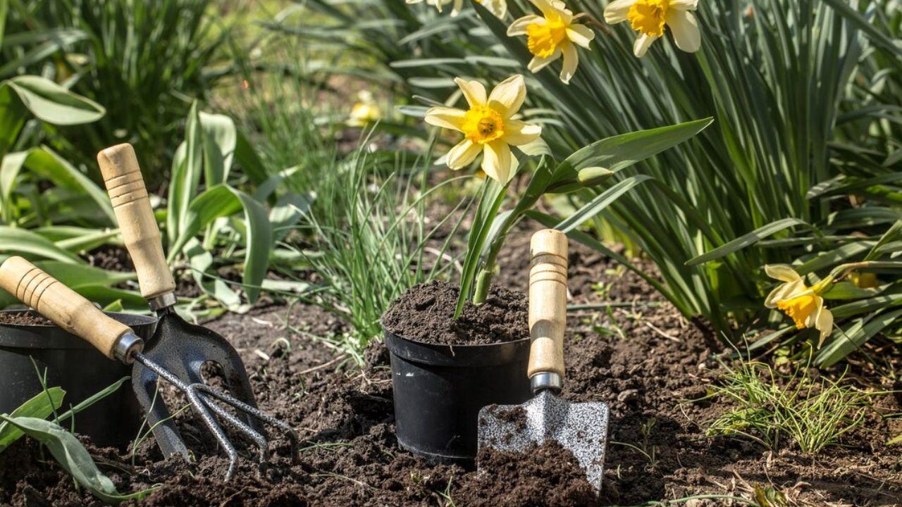 नर्सरी से लाए पौधों को सूखने से बचाएं, रखें इन बातों का ध्यान, पौधे रहेंगे हरे-भरे