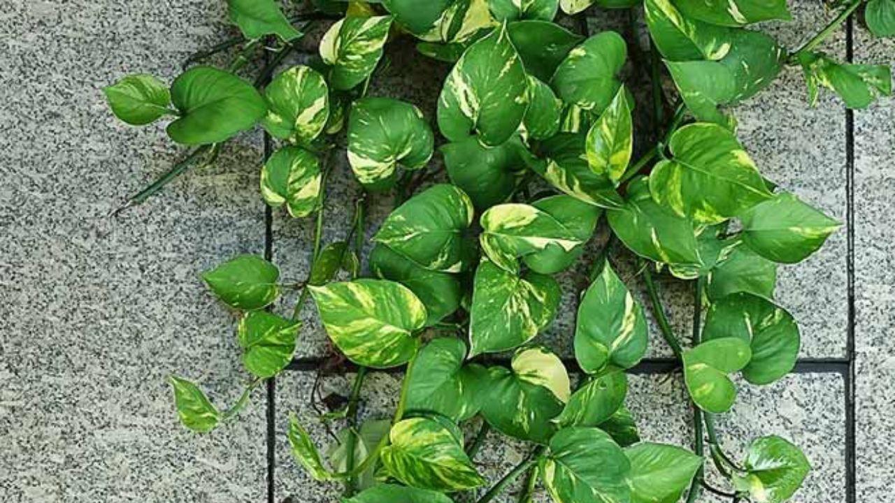 2-3 दिन में मुरझा जाता है Money Plant? आजमाएं घर की ये एक चीज पत्तियां होंगी हरी-भरी