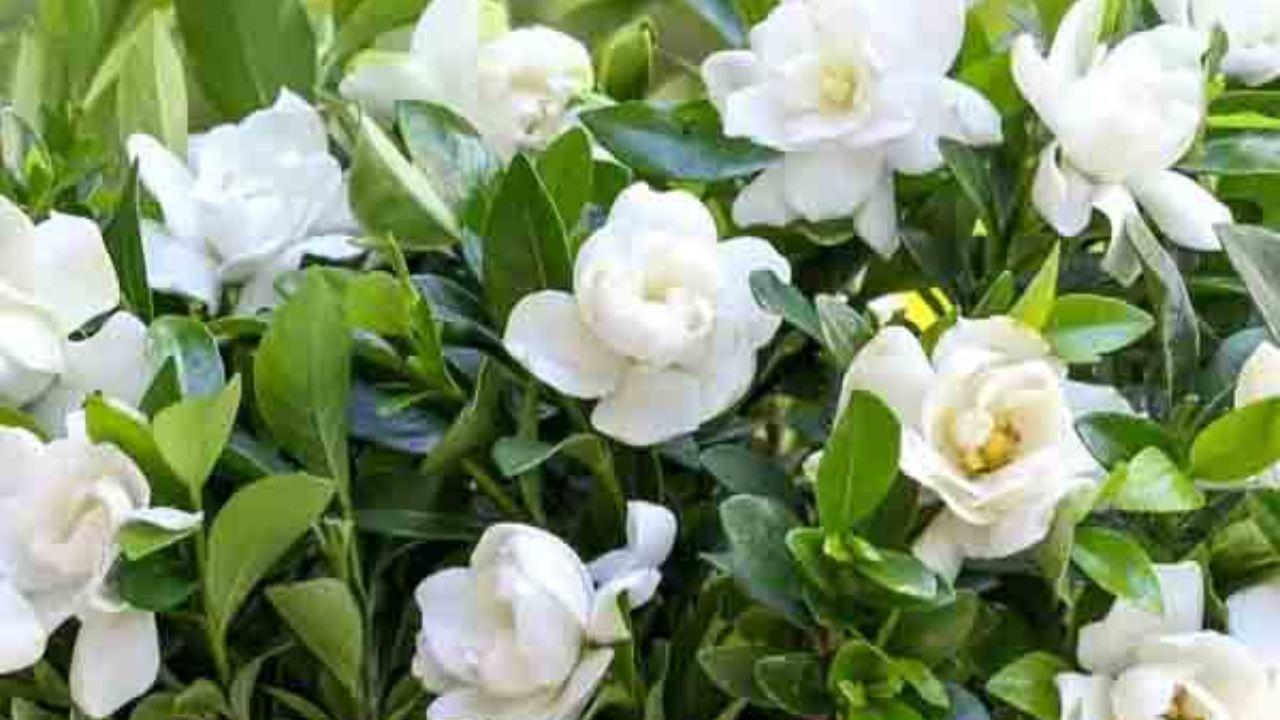 Gardening Tips: गर्मी में भी भर-भर के खिलेंगे फूल, बस इस तरह करें अपने पौधों की देखभाल
