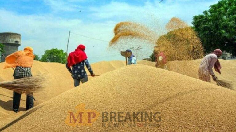 MP में धान उपार्जन का नया रिकॉर्ड, पिछले वर्ष की तुलना में अब तक 1 लाख 29 हजार मीट्रिक टन से अधिक खरीदी
