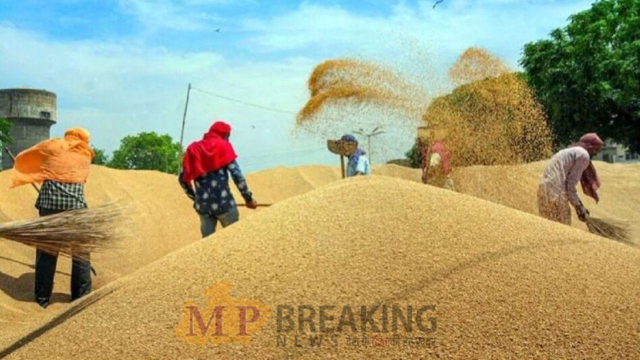 MP में समर्थन मूल्य पर धान की खरीदी 23 जनवरी तक, अब तक 5.61 लाख  किसानों से 36 लाख मीट्रिक टन खरीदी, राशि भी जारी, CM ने दिए ये निर्देश