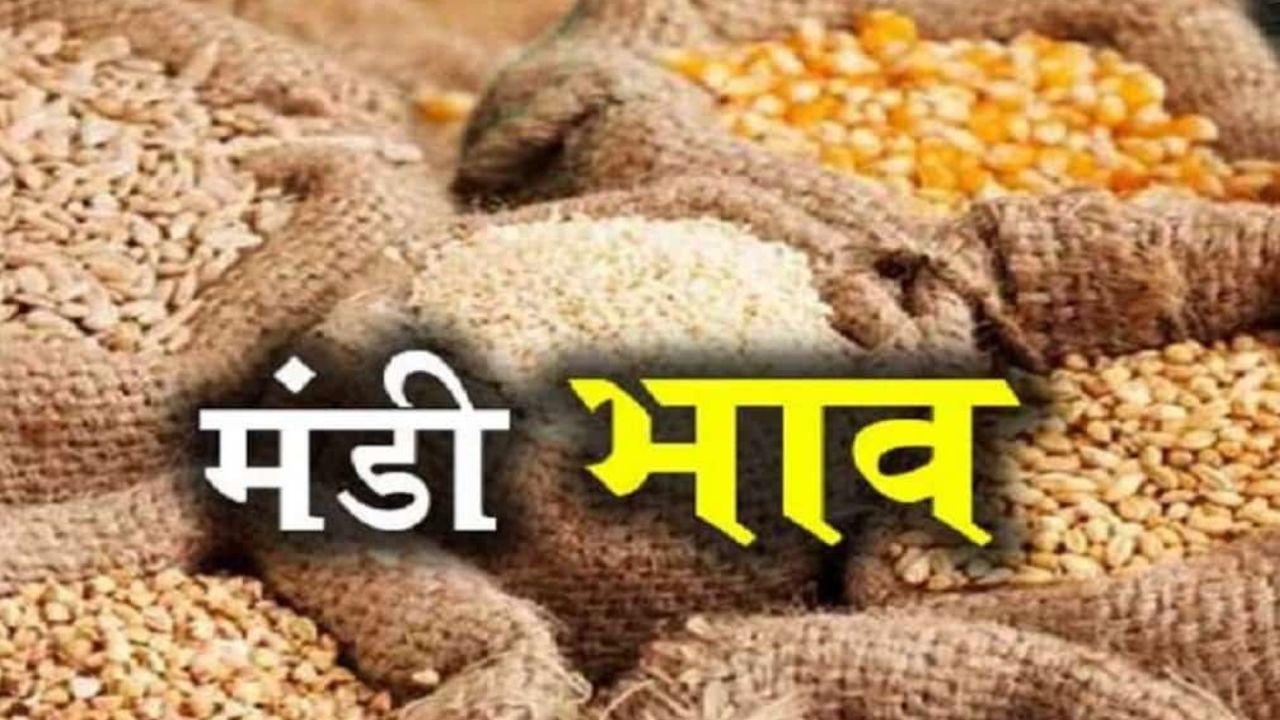 Mandi Bhav: मूंग और तुअर के दाम में जबरदस्त गिरावट, डॉलर चना कमजोर, देखें 30 नवंबर का ताजा रेट
