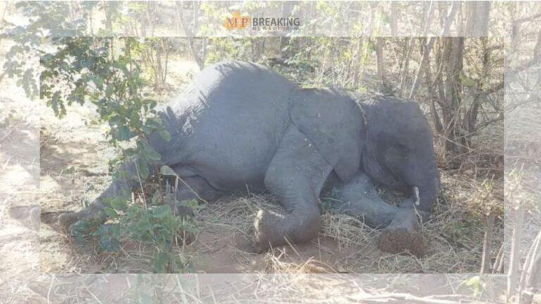 Narmadapuram News: सतपुड़ा टाइगर रिजर्व के मढ़ई में विक्रम हाथी की मौत, कई दिनों से चल रहा था बीमार