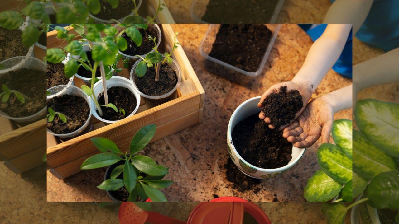 बसंत में इनडोर प्लांट्स की देखभाल के 4 स्मार्ट टिप्स, पौधे रहेंगे हेल्दी और फ्रेश