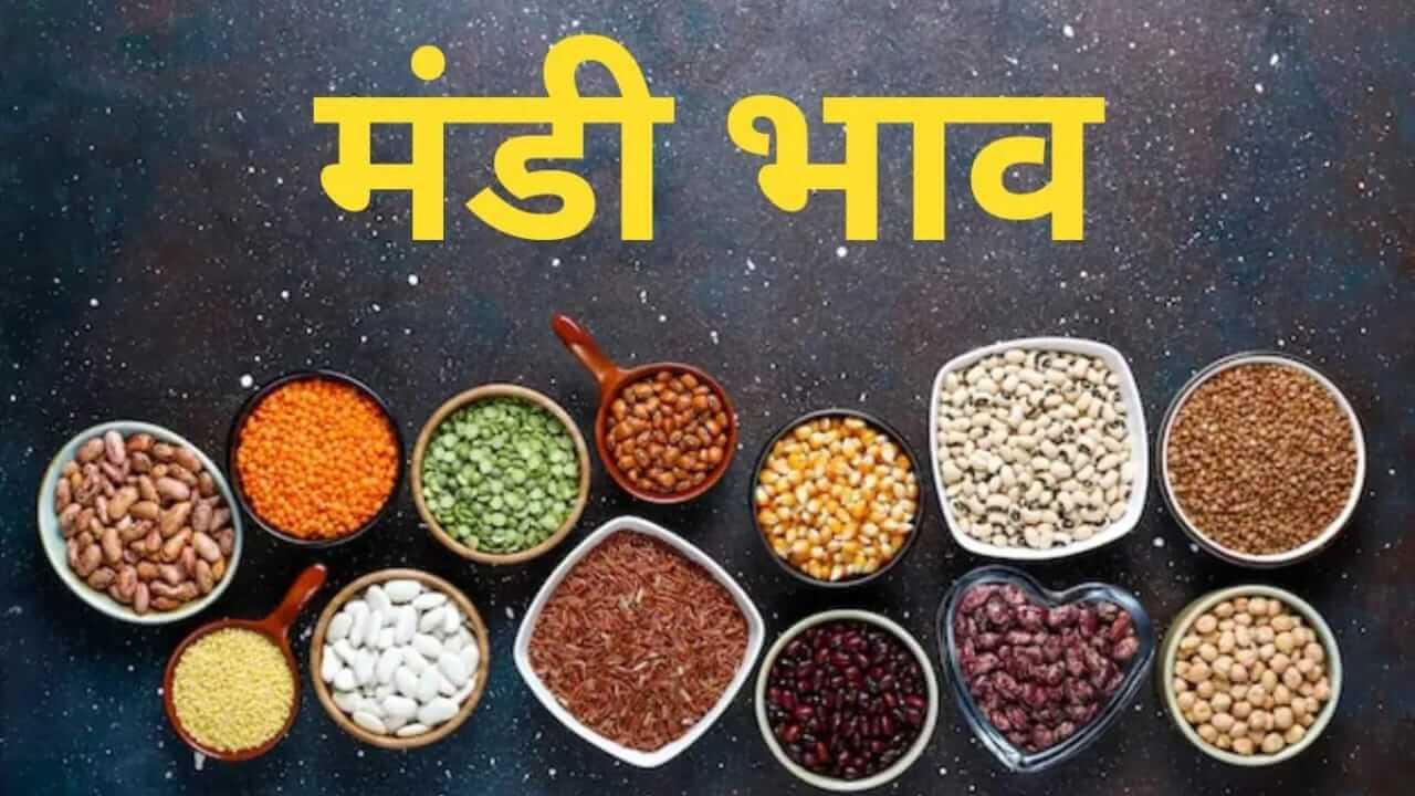 Mandi Bhav: डॉलर और देसी चना के दाम में वृद्धि, गेहूं-सोयाबीन भी तेज, देखें 28 फरवरी का मंडी रेट