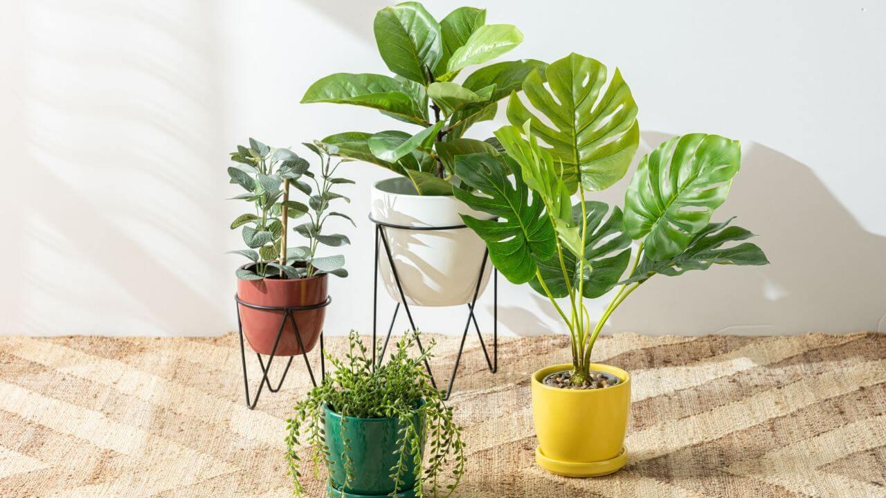Indoor Plants के पत्ते हमेशा रहेंगे फ्रेश, बस इस तरह रखें ध्यान, जानें सीक्रेट्स