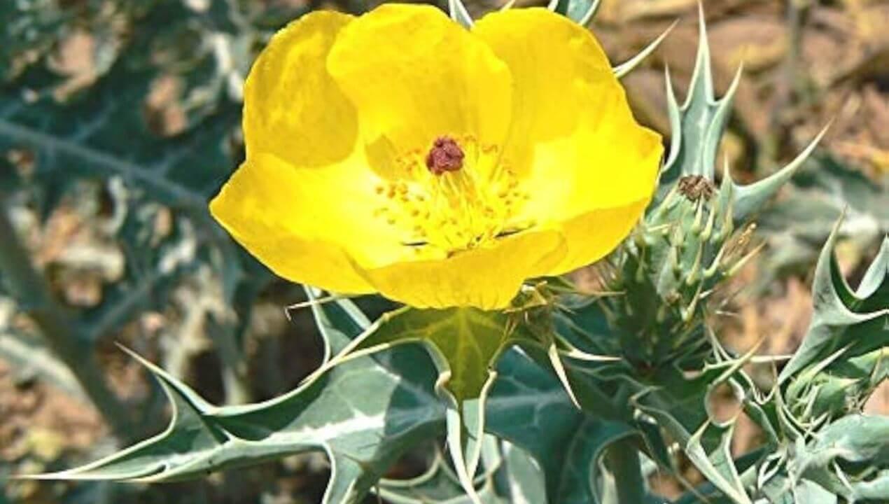 सत्यानाशी के पौधे से दूर होती हैं गंभीर बीमारियां, जानें अद्भुत फायदे