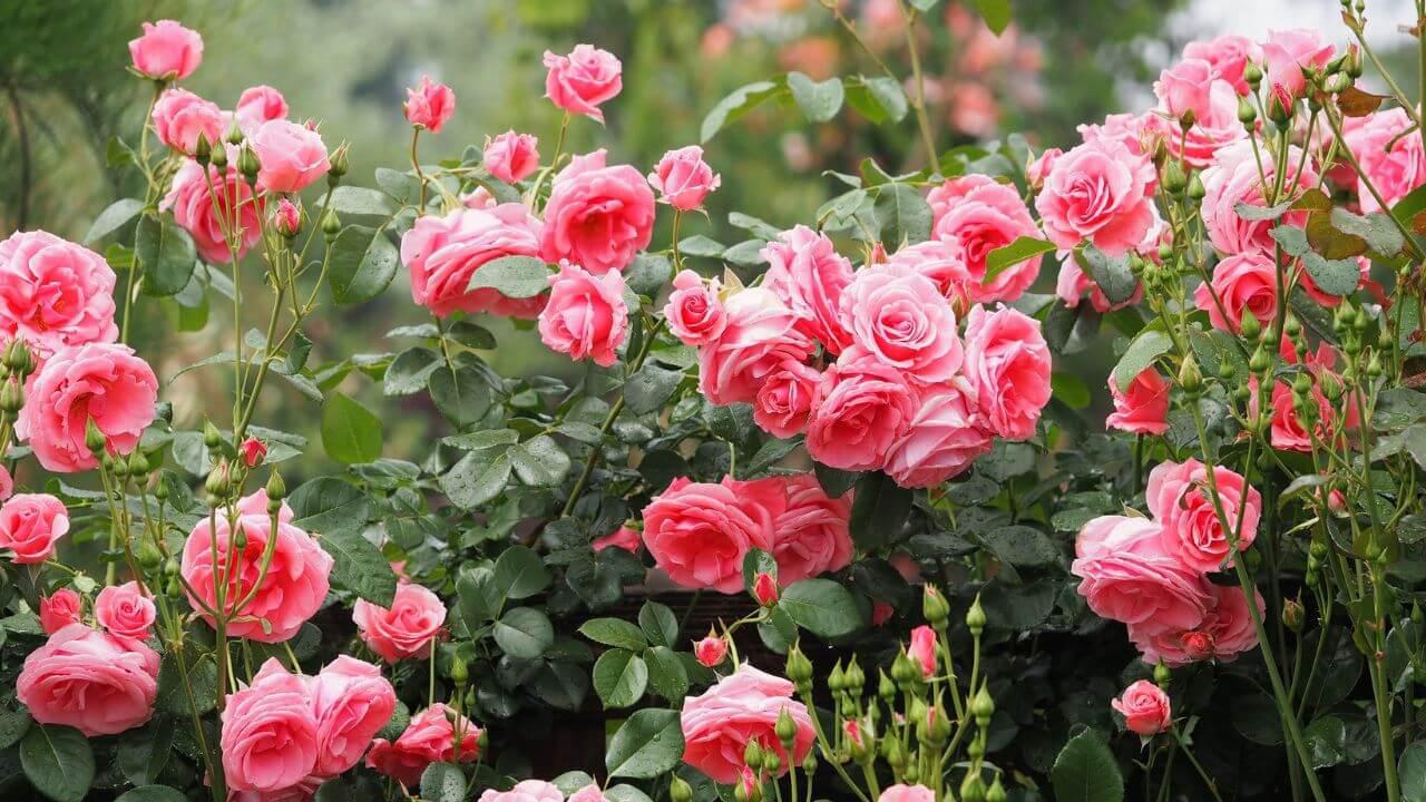 पौधों की अच्छी ग्रोथ के लिए ऐसे करें विनेगर का इस्तेमाल, फिर देखें कमाल