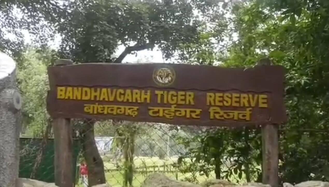 बांधवगढ़ में 10 हाथियों की मौत से मचा हड़कंप, जांच में जुटी टीम, वन अमले ने कोदो-कुटकी की फसल कराई नष्ट