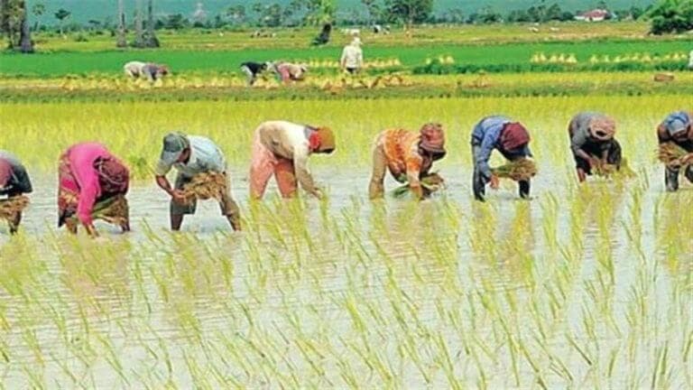 धान के बदले उगाएं मोटा अनाज, कम वर्षा की आशंका के बीच कृषि विभाग की किसानों से अपील, फसल का बीमा अवश्य कराएं