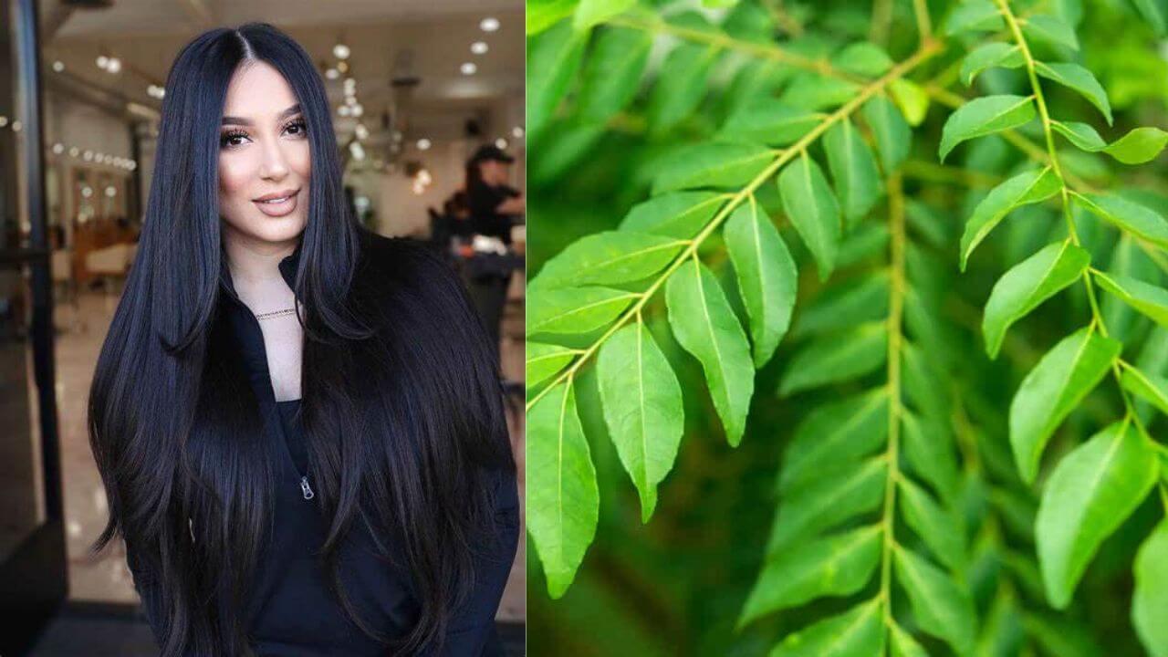 खाली पेट चबाएं ये पत्ता, बालों की खूबसूरती में लग जाएंगे चार चांद