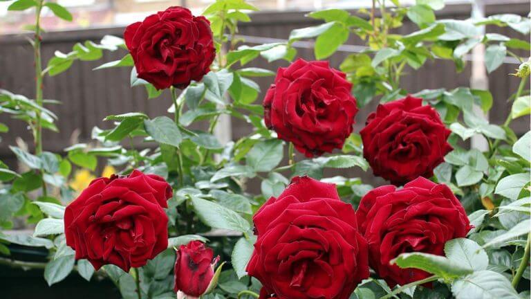 गर्मी में भी खिल उठेगा गुलाब का पौधा, घर की बनी खाद से आएंगे ढेरों फूल