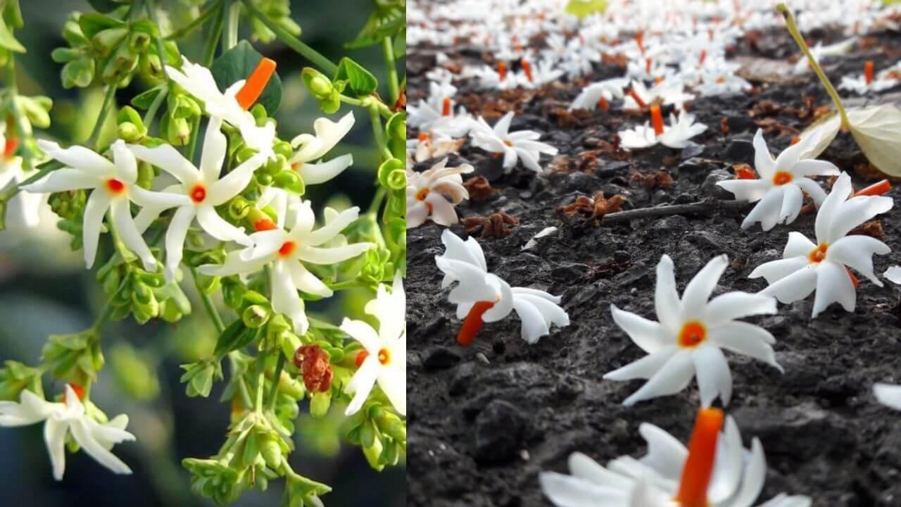 हरसिंगार का पौधा बार-बार मुरझा रहा है? किचन में रखी इन चीजों से बनाएं फिर से खिला-खिला