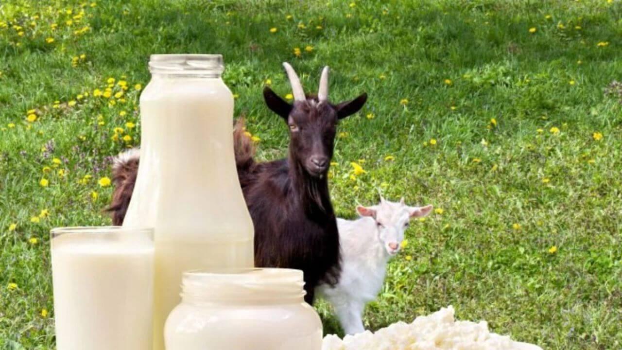 बकरी के दूध को क्यों माना जाता है अमृत के समान, जानें इसके फायदे