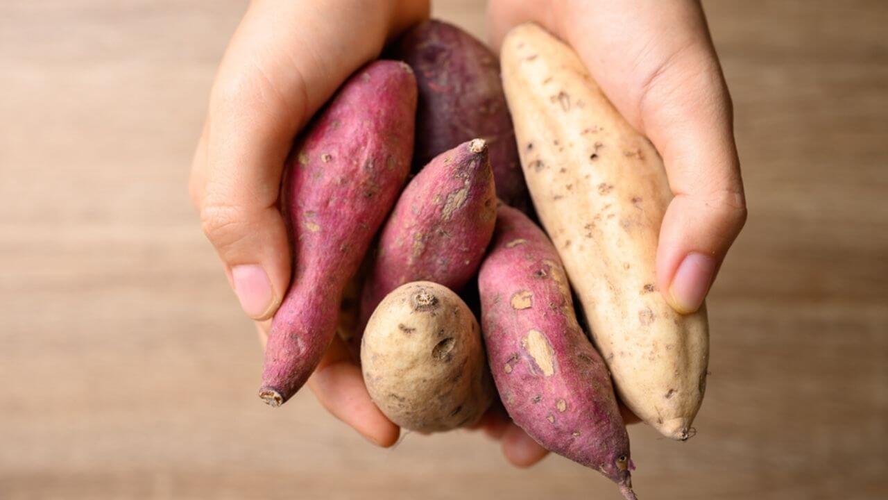 Vrat Recipes: इस नवरात्रि शकरकंद से बनाएं ये 3 टेस्टी डिश, रेसिपी बेहद आसान, सेहत को मिलेंगे कई फायदे, यहाँ देखें