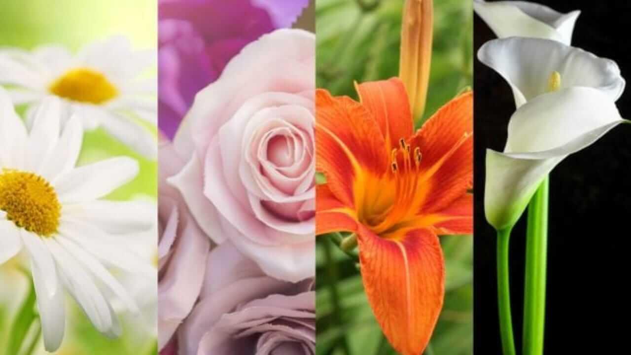 Personality Test: इन 3 में से कौन सा है आपका पसंदीदा फूल, पसंद खोलेगी व्यक्तित्व के राज