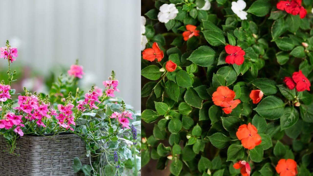 बेहतर ग्रोथ और ख़ूबसूरत फूल पाने के लिए करें ये काम, फ़रवरी के महीने में अपनाएं ये टिप्स