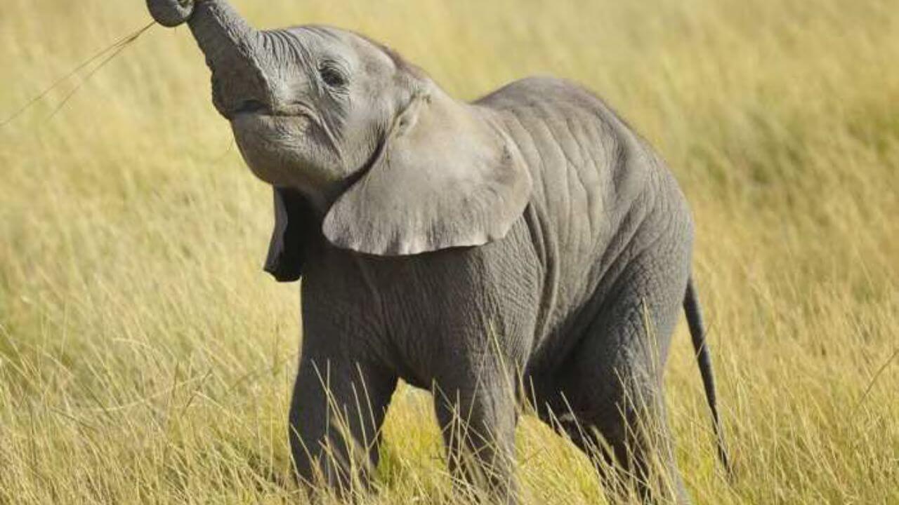 बांधवगढ़ टाइगर रिजर्व के पास दिखा जंगली हाथी का शावक, वन विभाग अलर्ट