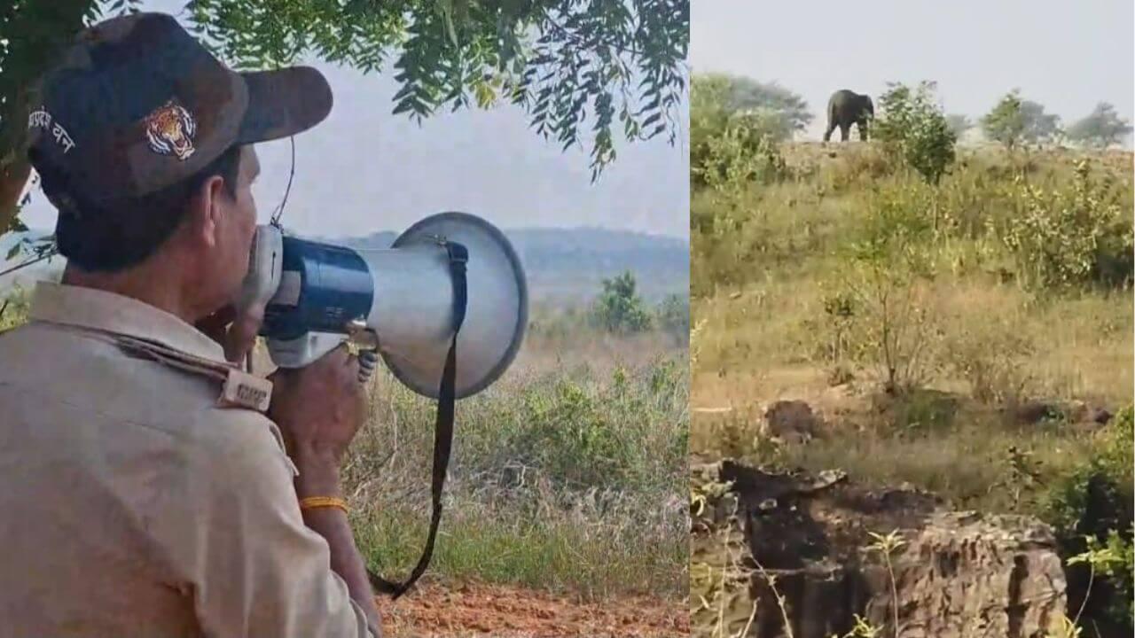 अब कटनी के बड़वारा वन परिक्षेत्र में पहुंचा हाथी, दहशत में ग्रामीण, मौके पर वन अमला मौजूद