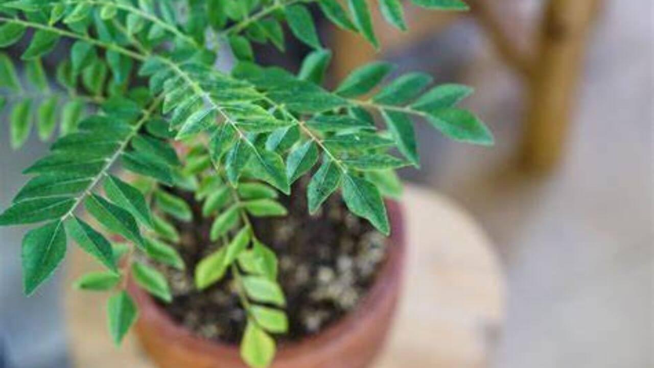 किचन में रखी इस चीज की मदद से बनाएं करी पत्ते के पौधे को हरा-भरा, हर कोई मांगेगा आपसे टिप्स