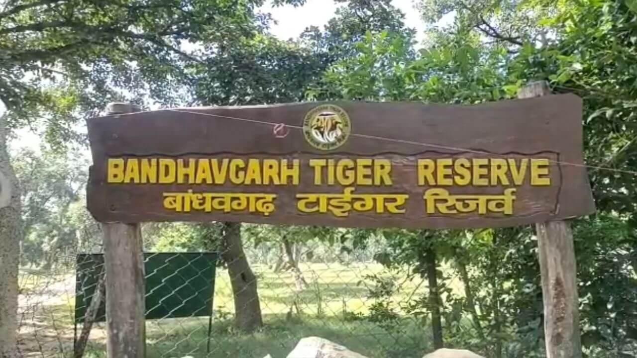 बांधवगढ़ नेशनल पार्क में कैसे हुई थी 10 हाथियों की रहस्मयी मौत, जांच पर सवाल, कोदो नहीं बिकने से किसान परेशान