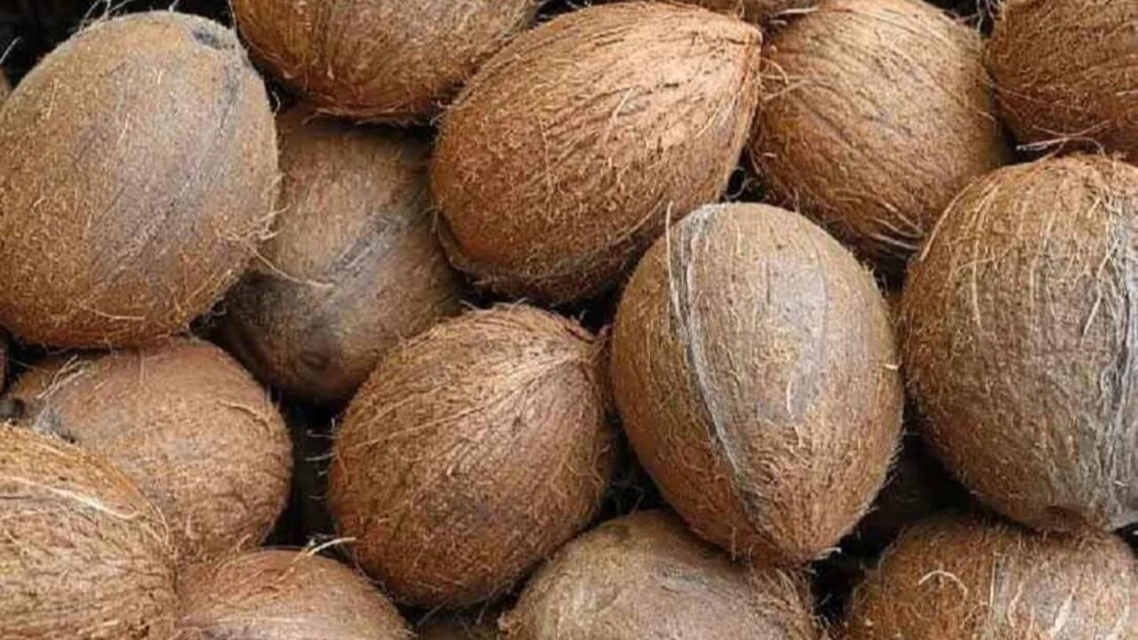 उत्पन्ना एकादशी पर एकाक्षी नारियल चढ़ाने से कैसे दूर होती हैं आर्थिक समस्याएं? जानें