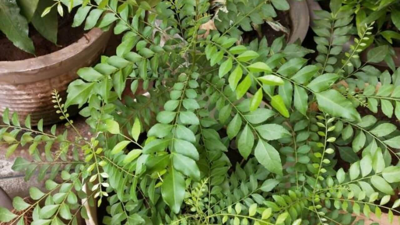 सही देखभाल से इस तरह करी पत्ता को बनाएं बरगद जैसा घना, जानिए खास टिप्स