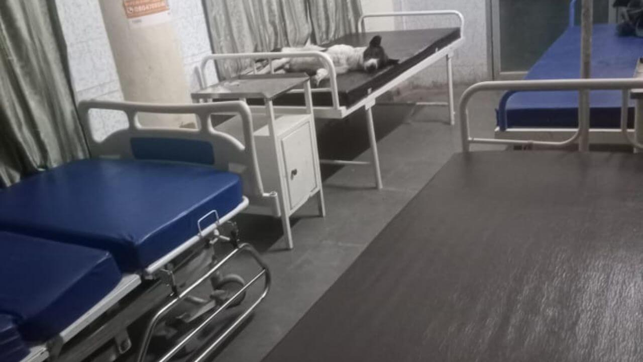स्वास्थ्य व्यवस्था की पोल खोलता नीमच का सरकारी अस्पताल, मरीजों की जगह आराम फरमाते दिखे कुत्ते