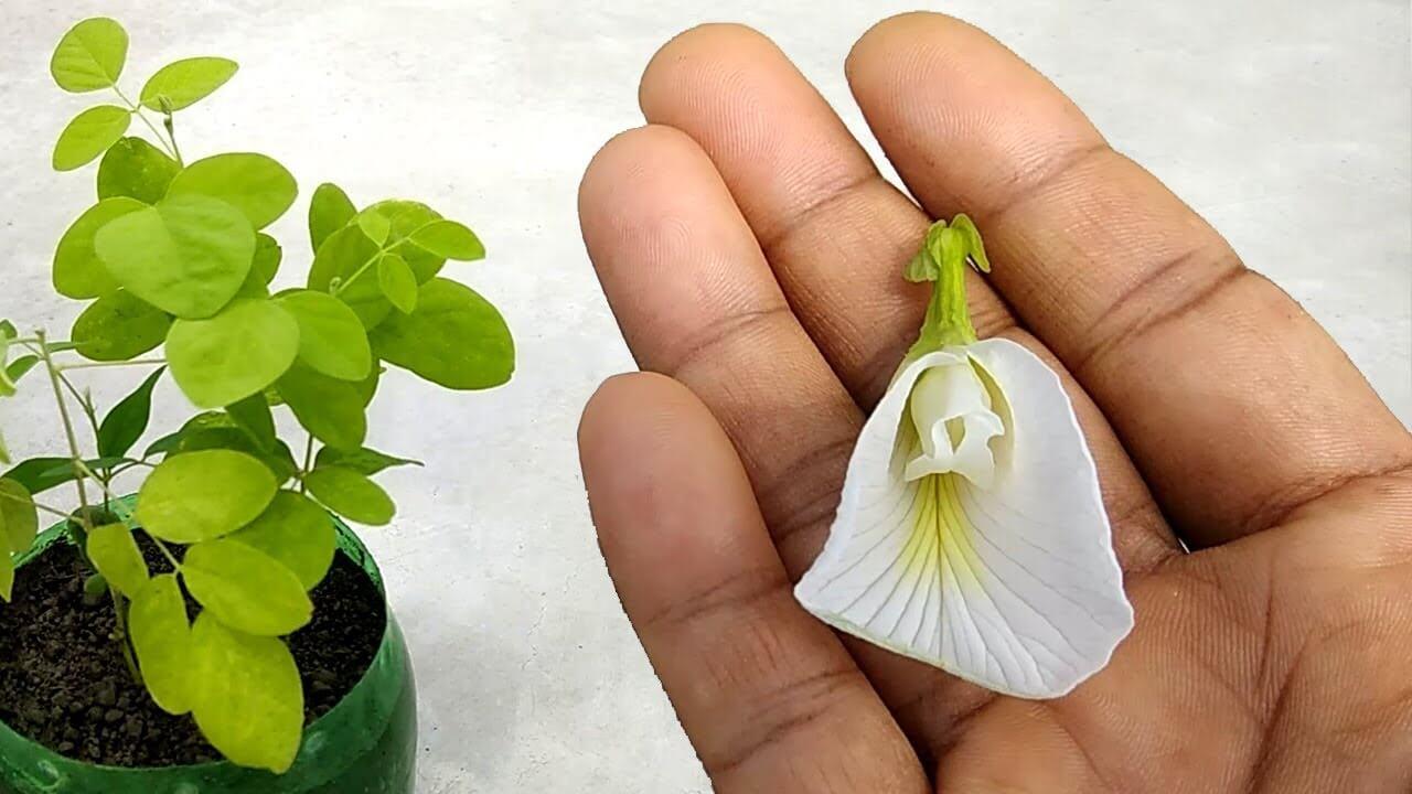 गमले में आसानी से उगाएं अपराजिता का फूल, इन टिप्स को मदद से हर भरा बनाएं पौधा