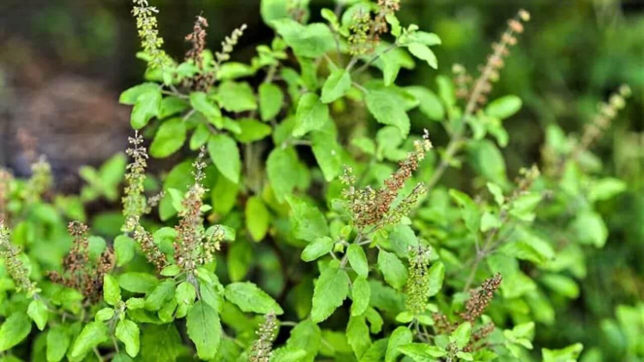 तुलसी में बांधें इस रंग का धागा, हमेशा के लिए खत्म होगा आर्थिक संकट, बिजनेस को मिलेगी रफ्तार