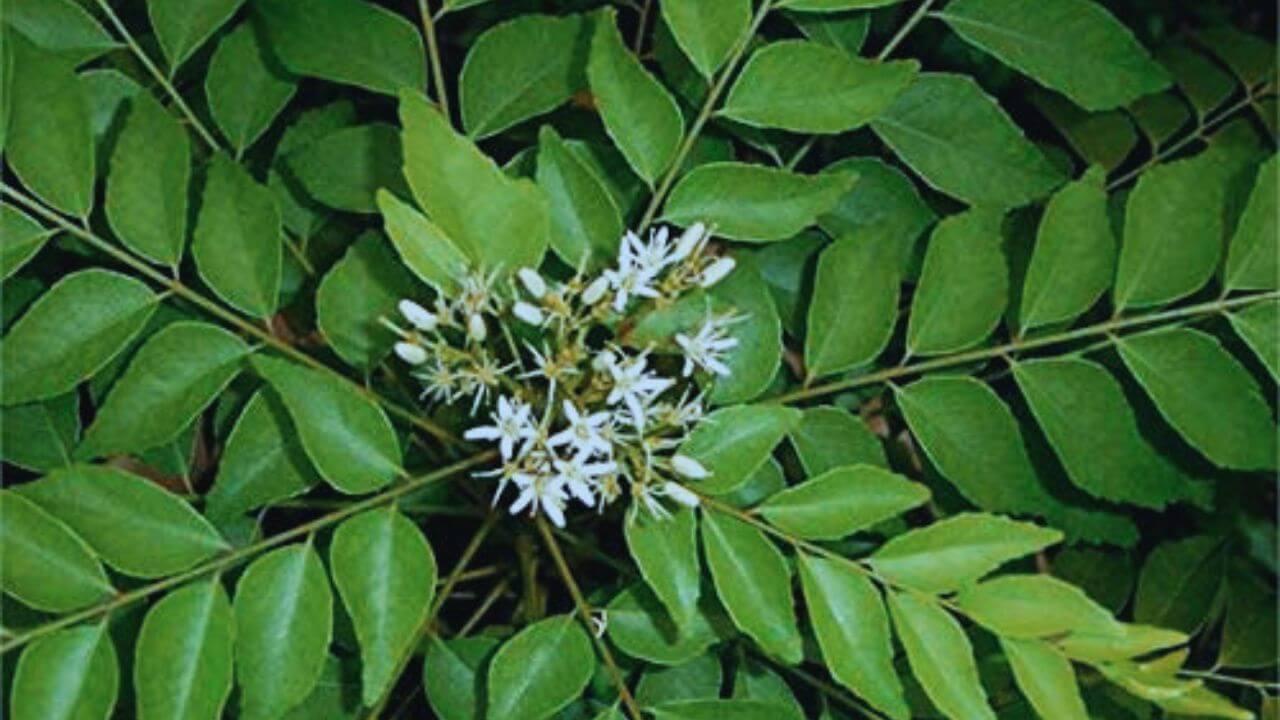 करी पत्तों से लबालब भरा रहेगा पौधा, सर्दियों में अपनाएं ये ज़बरदस्त तरीके