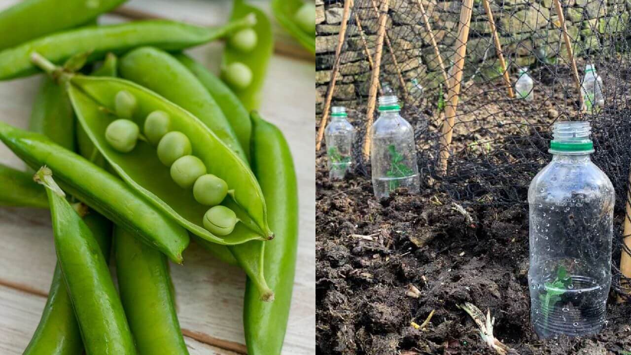 पानी की बोतल में मटर उगाने के सबसे आसान और स्मार्ट टिप्स, आप भी करें ट्राई