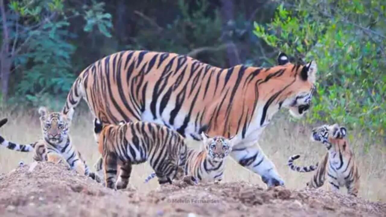 सीधी संजय टाइगर रिजर्व में बाघिन के साथ मस्ती करते दिखे 4 शावक, वीडियो वायरल