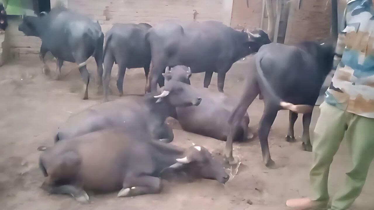 बांधवगढ़ टाइगर रिजर्व में हाथियों की तरह ही पशुओं पर मंडरा रहा जान का खतरा, ब्लड सैंपल लेकर जांच के लिए भेजे