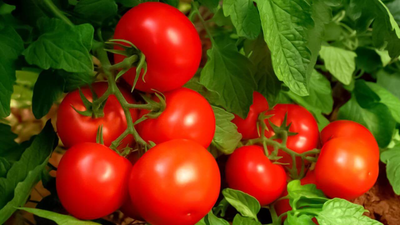 गमले में डालें बस ये चीजें, हर बार टोकरी भर निकलेंगे टमाटर, पड़ोसियों में बाटंने की आजाएगी नौबत