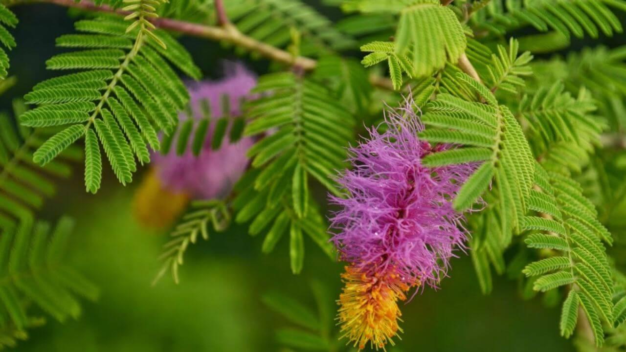 क्या शमी का पौधा उपहार में देना है सही? जानें इसके फायदे और नुकसान