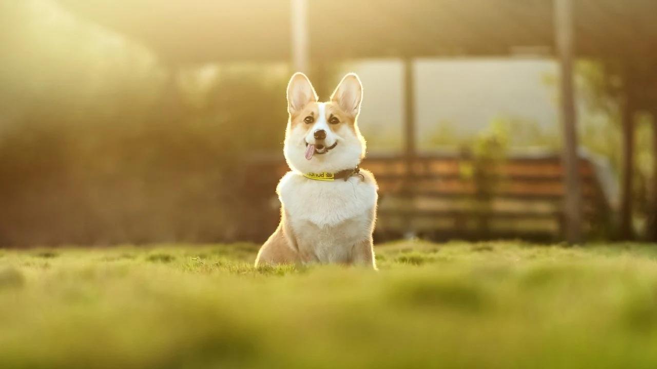 सीधी: खोए हुए डॉग को खोज रहा मालिक, ढूंढने वाले को मिलेगा इनाम