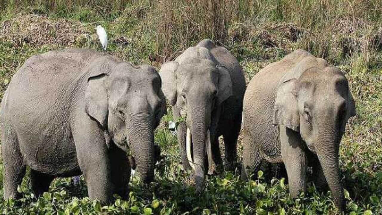 शहडोल में हाथियों की मूवमेंट ने बढ़ाई ग्रामीणों की परेशानी, अब ड्रोन कैमरे से नजर रखेगी वन विभाग की टीम