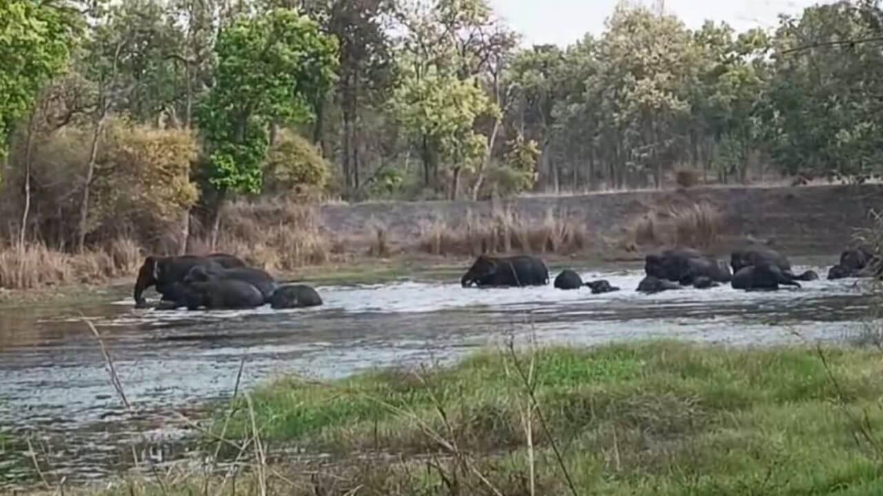 इंसान और हाथी के बीच कैसे समन्वय स्थापित हो, कार्यशाला में हुआ मंथन, दक्षिण भारत से लौटे दल ने बताये अनुभव
