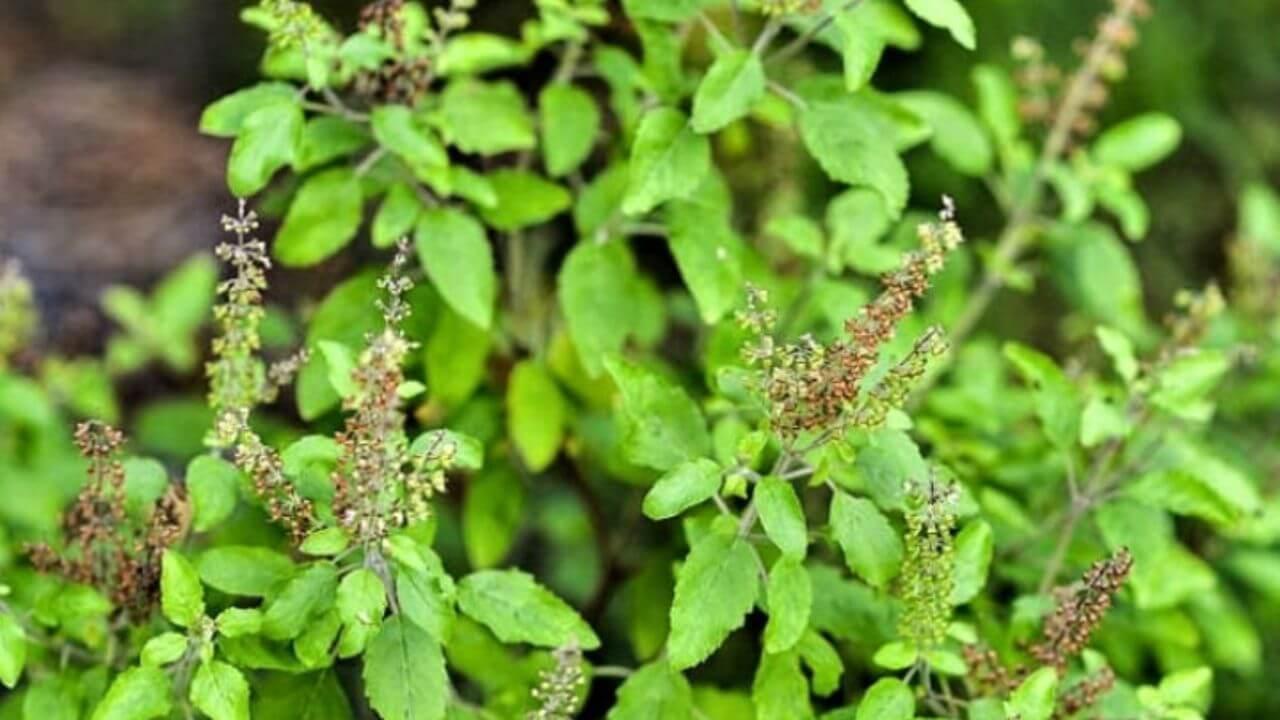 घर में इन स्थानों पर रखें तुलसी की मंजरी, कर्ज से मिलेगा छुटकारा, प्रसन्न होंगी माता लक्ष्मी