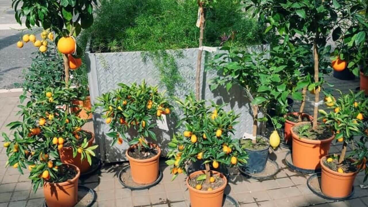 अपनी छत और बालकनी को बनाएं मिनी फ्रूट गार्डन, कीवी-स्ट्रॉबेरी समेत लगाएं ये पौधे, जानें तरीका