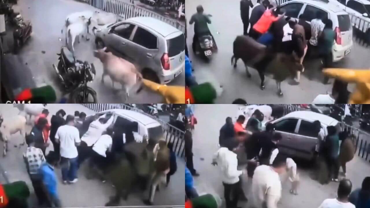 माँ तो आखिर माँ होती है…जब गायों के झुण्ड ने रोकी भागती हुई कार..वजह जानकर रह जायेंगे हैरान