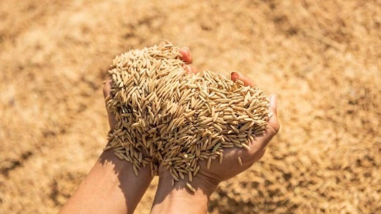 धान बेचने को किसान परेशान, बिचौलियों की चांदी