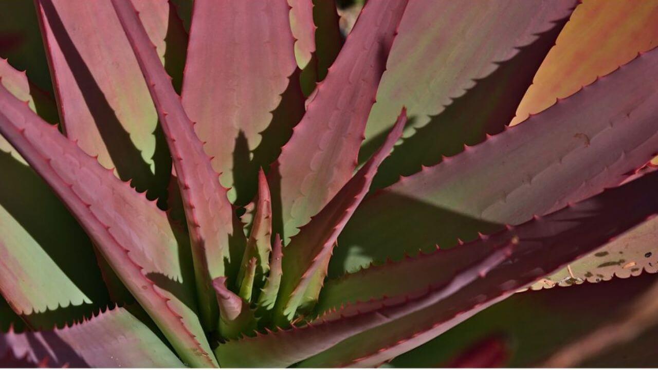 Red Aloe Vera के फायदे जानकर आप भी रह जाएंगे हैरान, त्वचा को मिलेगा नेचुरल ग्लो