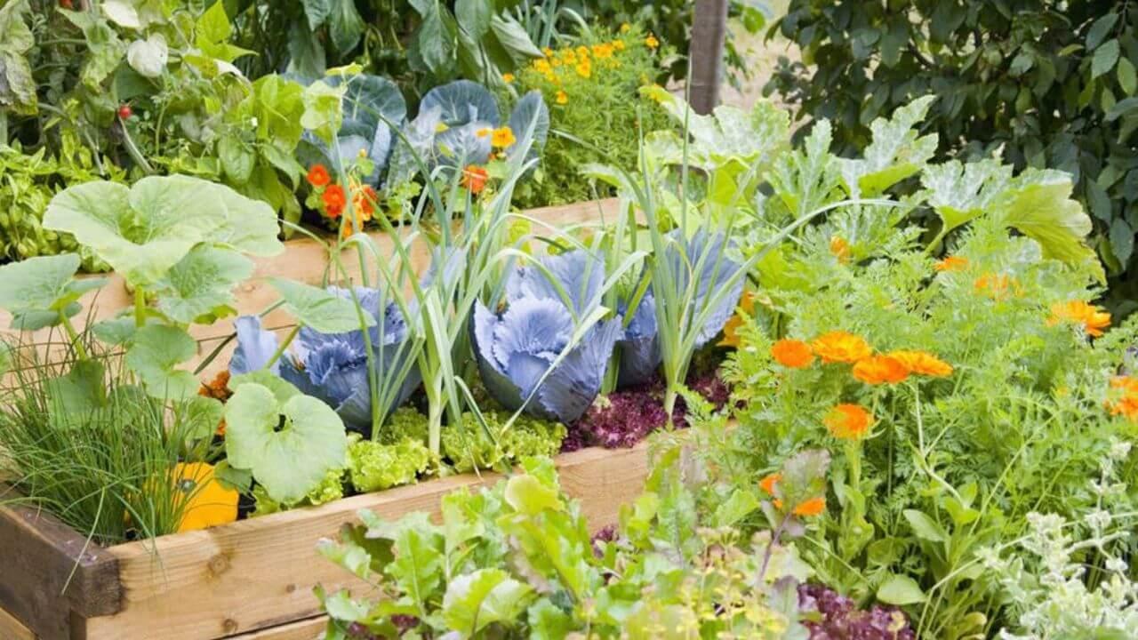 घर पर ही उगाना चाहते हैं हरी-भरी ताजी सब्जियां, जानें पानी और खाद देने का सही फार्मूला