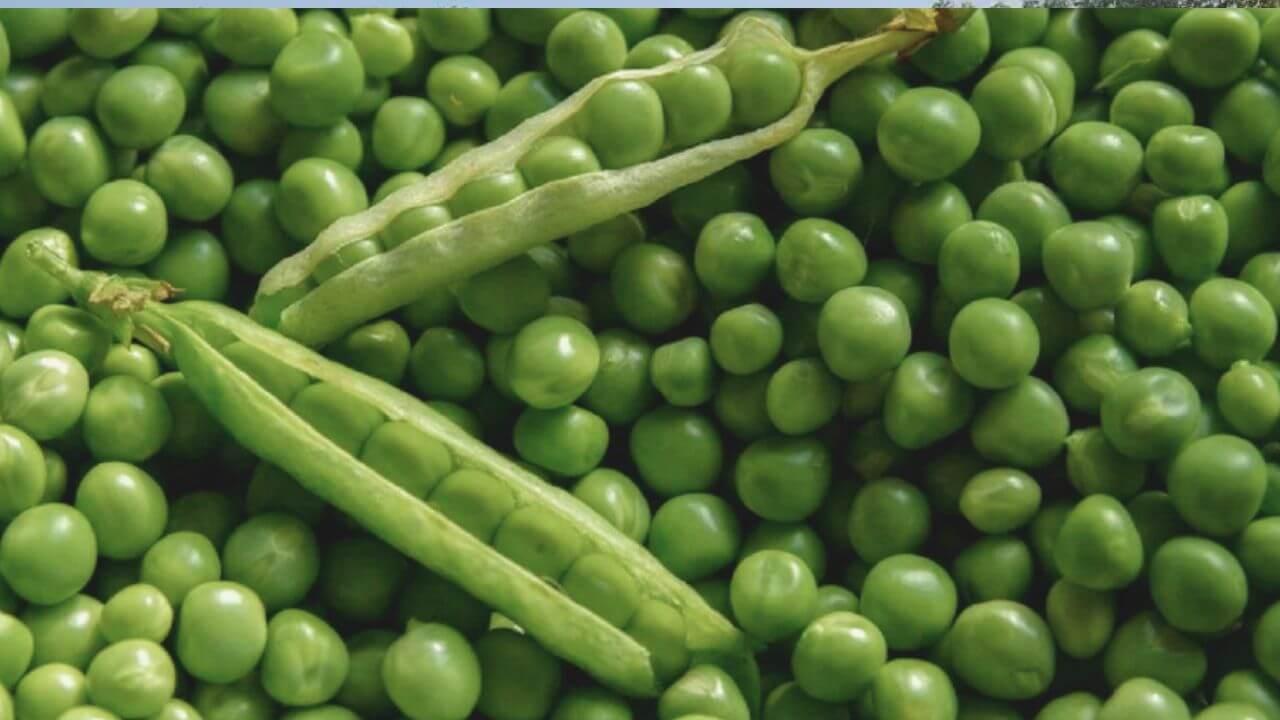 सर्दियों का सुपरफूड हरी मटर, खाने से मिलेंगे गजब के फायदे