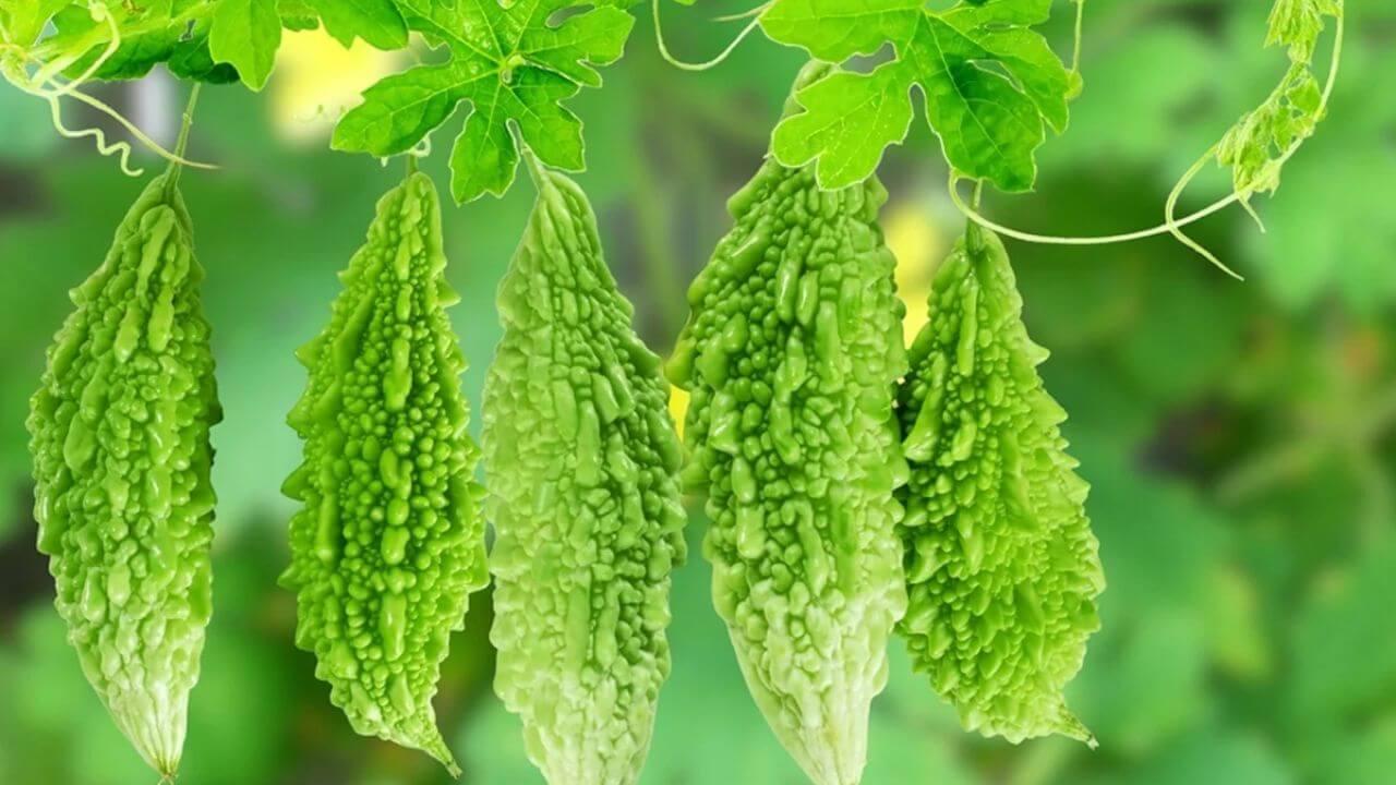 ठंड में करेले का पौधा उगाना होगा आसान, बस फॉलो करें ये आसान टिप्स