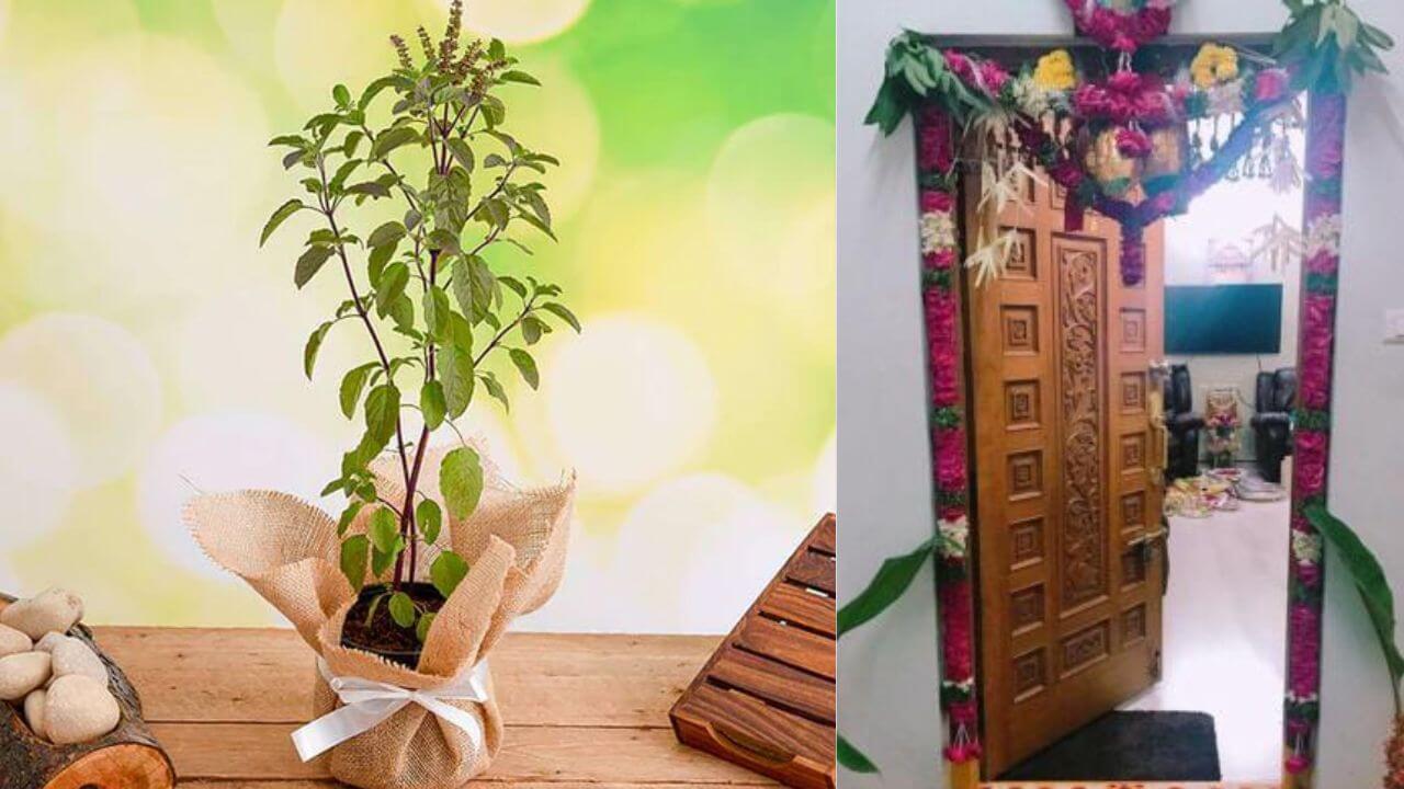 नए घर में प्रवेश के दौरान हाथ में क्यों रखा जाता है तुलसी का पौधा, जानें इसके पीछे का दिलचस्प कारण